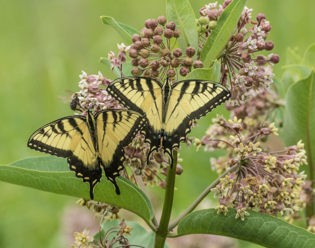 Eastern Tiger Swallowtails (Credit:  Janet Markman)