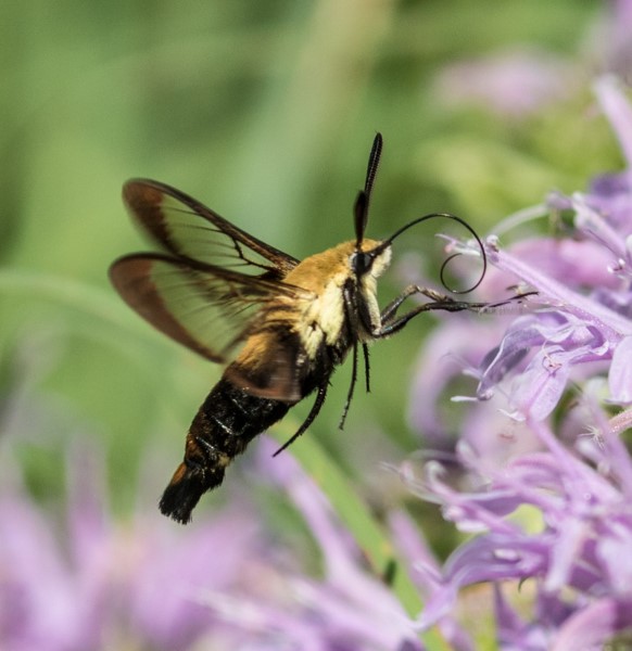 Hummingbird Clearwing Moth - Hilltop Reservation