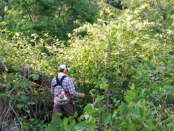 Controlling Invasive Plants